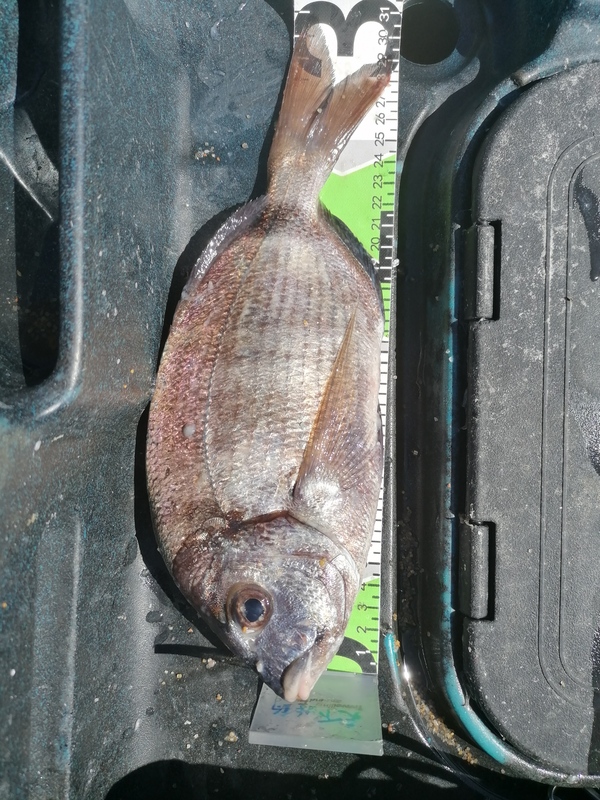 Fish Measure Picture