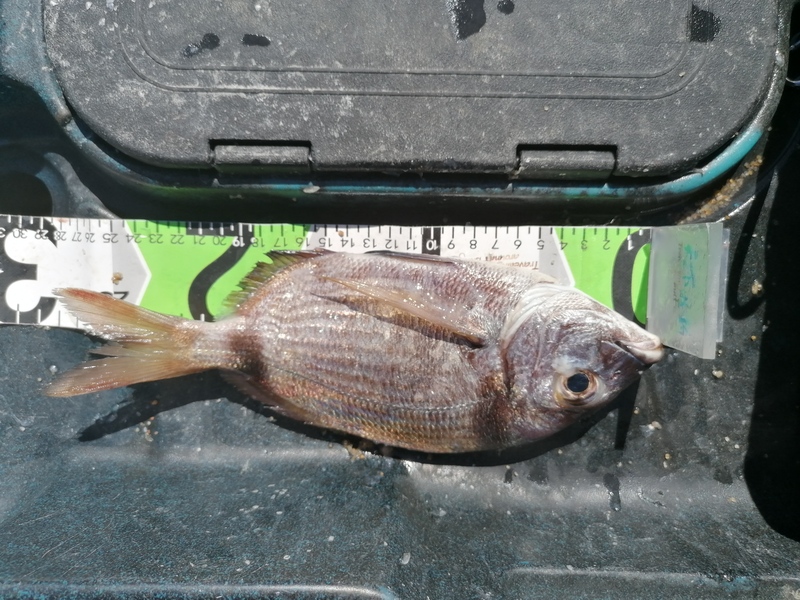 Fish Measure Picture
