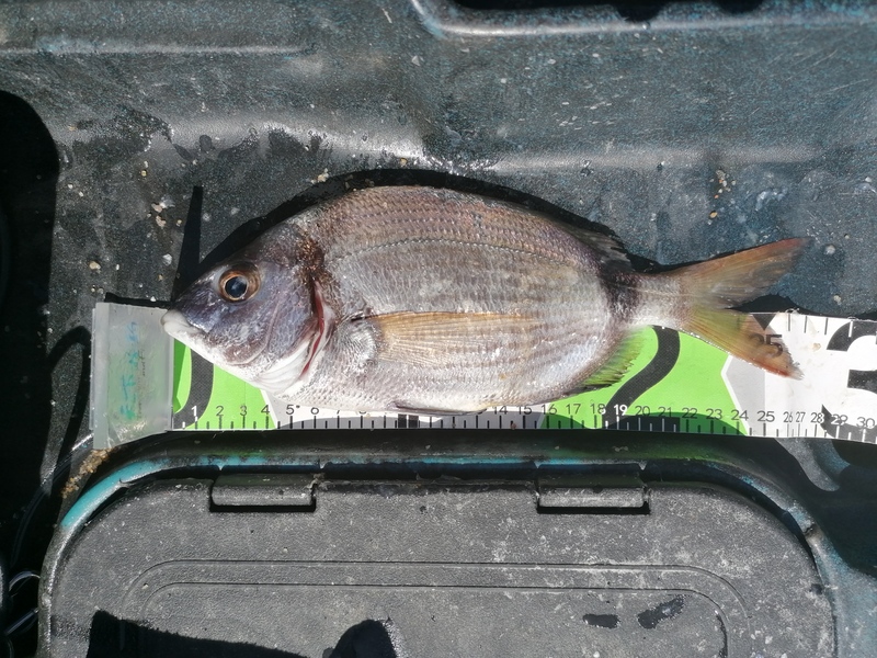 Fish Measure Picture