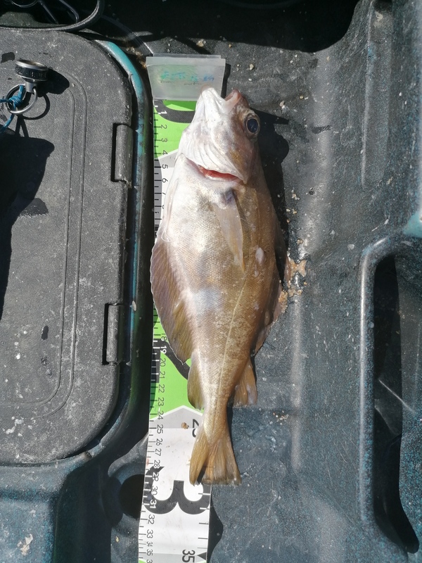 Fish Measure Picture