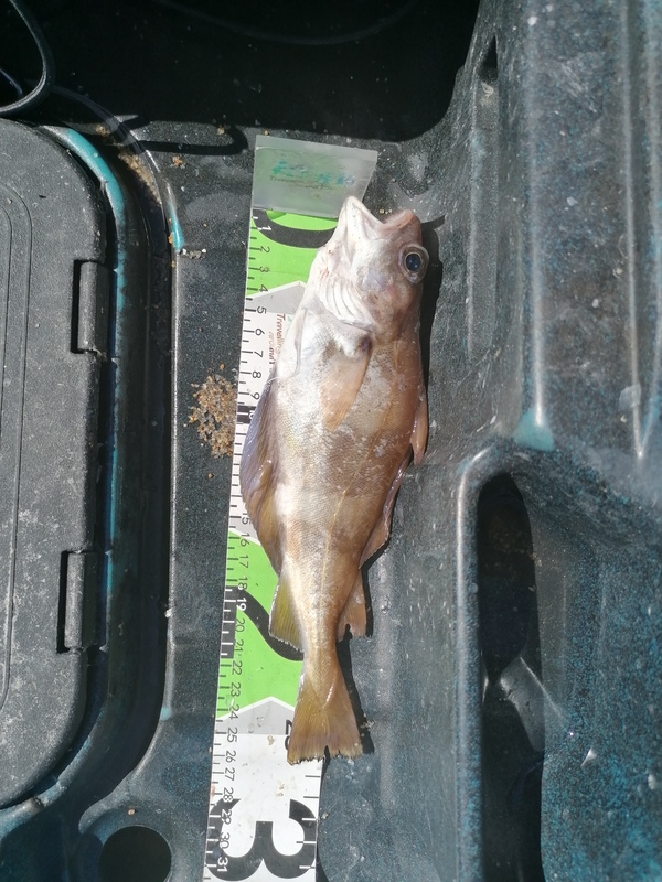 Fish Measure Picture