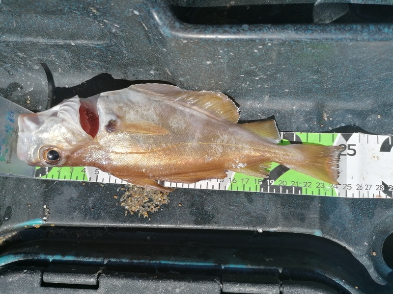 Fish Measure Picture