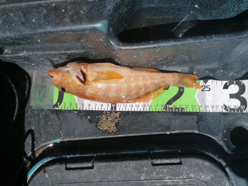 Fish Measure Picture