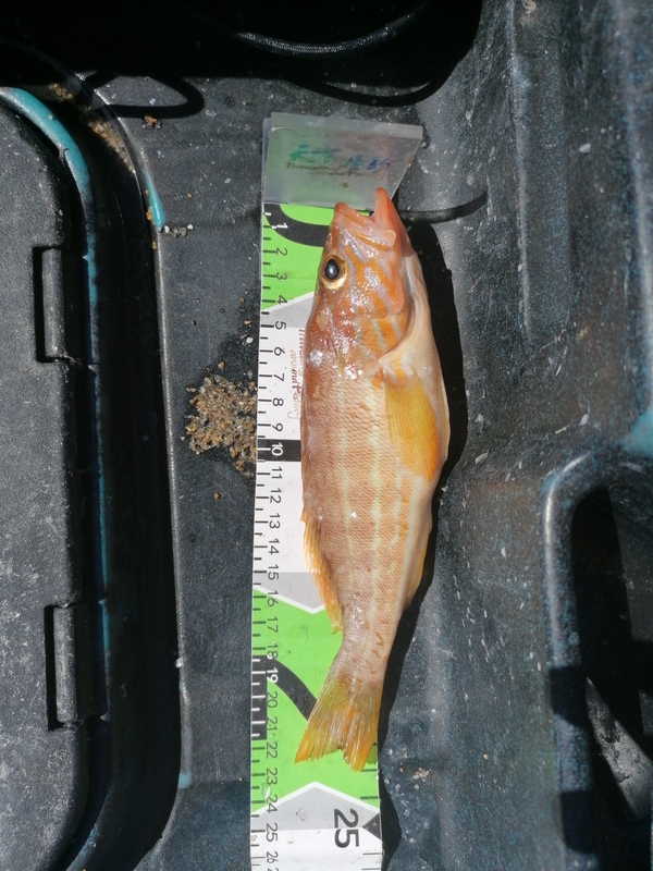 Fish Measure Picture