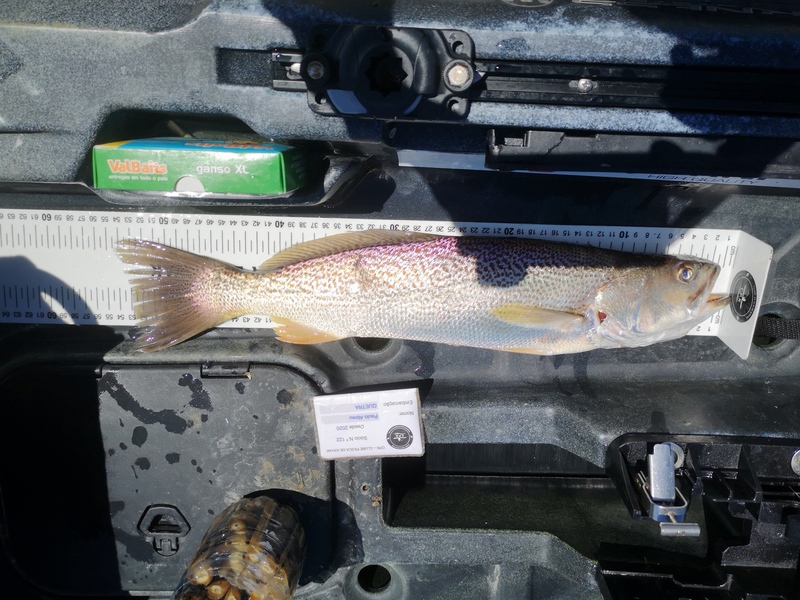 Fish Measure Picture