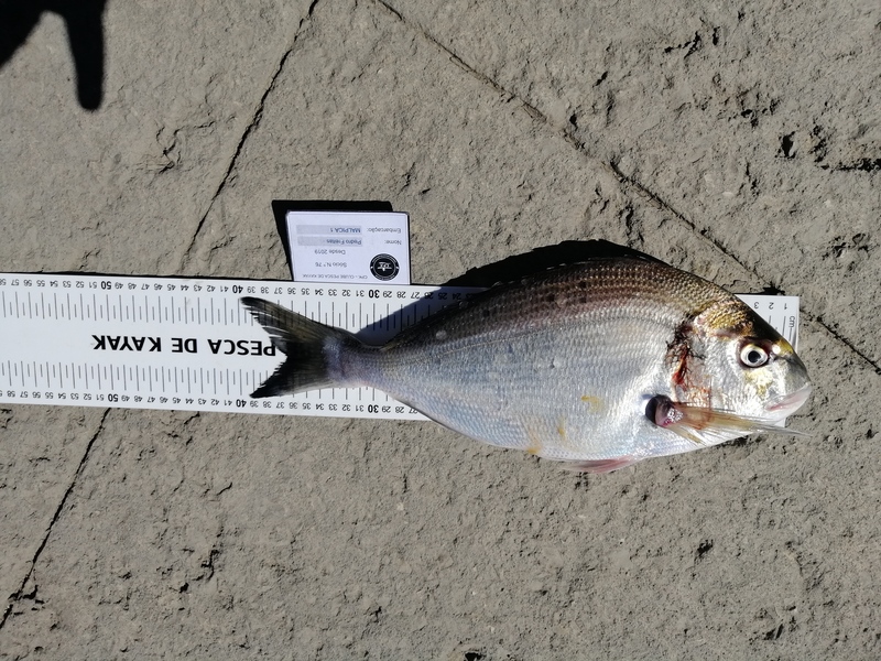 Fish Measure Picture