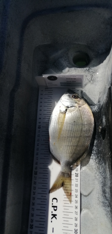 Fish Measure Picture