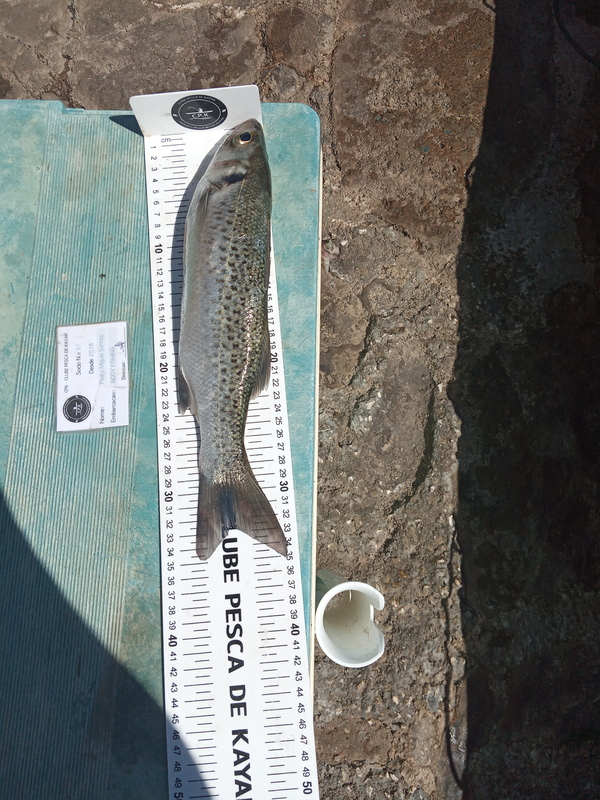 Fish Measure Picture