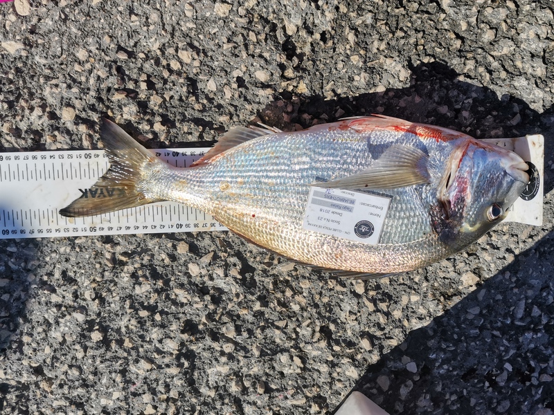 Fish Measure Picture