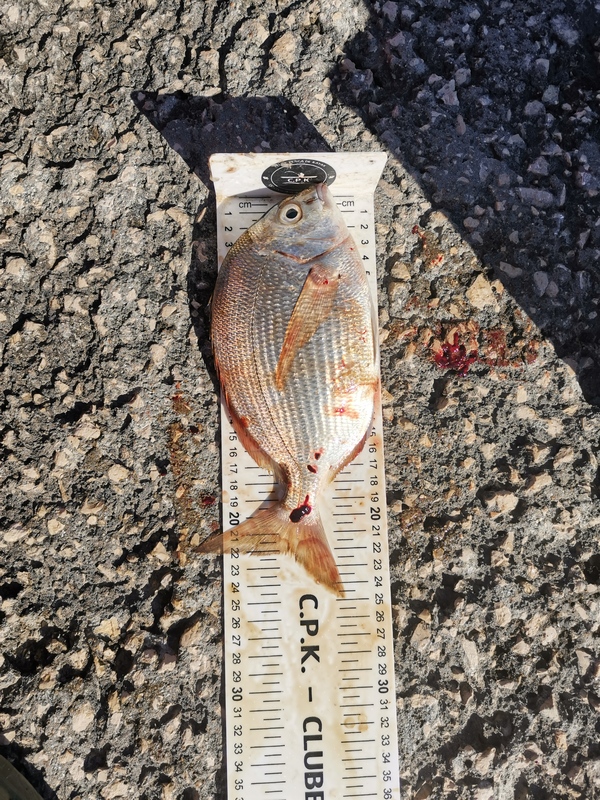 Fish Measure Picture