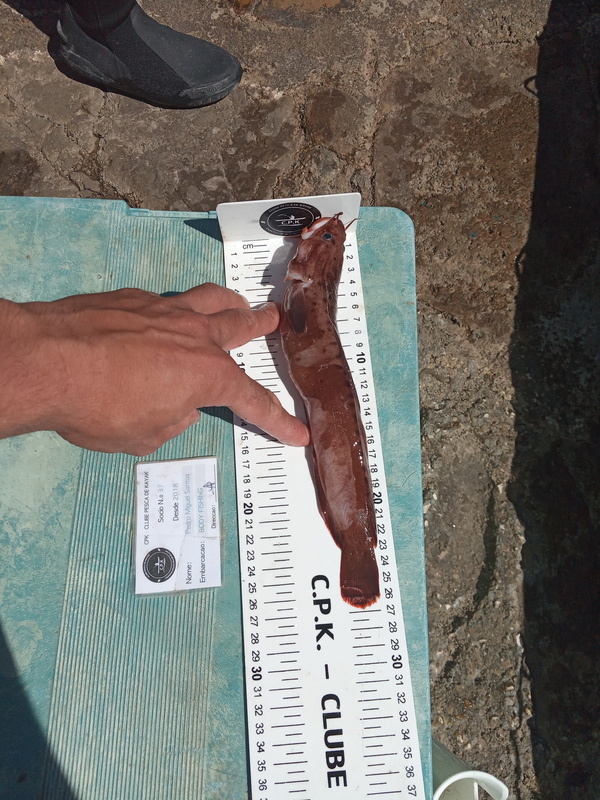 Fish Measure Picture