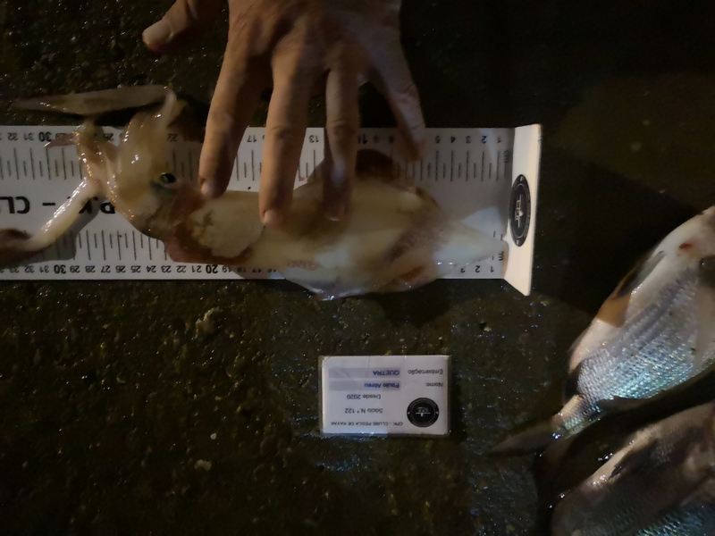 Fish Measure Picture