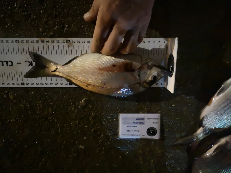 Fish Measure Picture