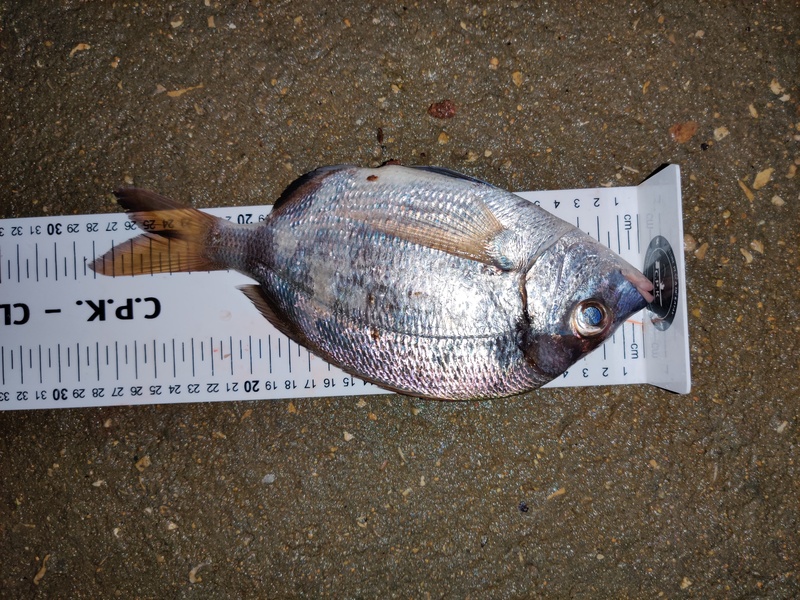 Fish Measure Picture