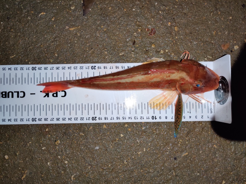 Fish Measure Picture