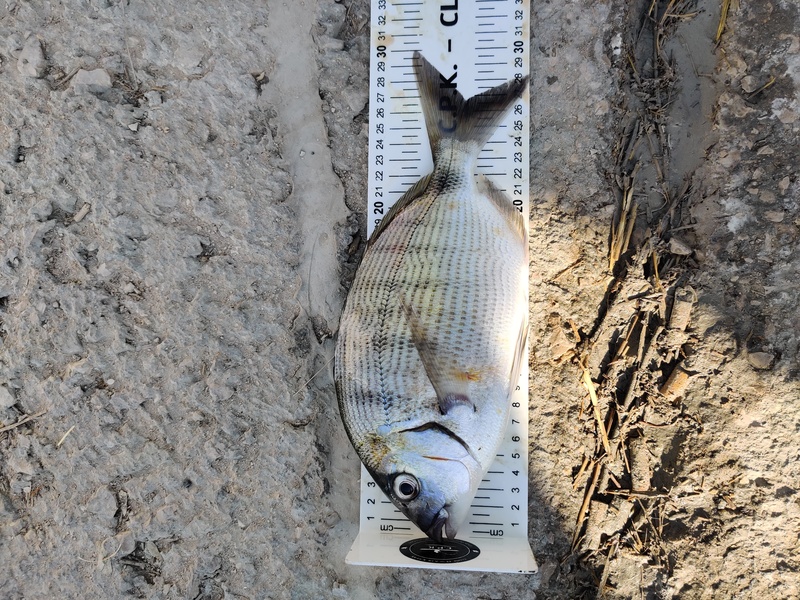 Fish Measure Picture