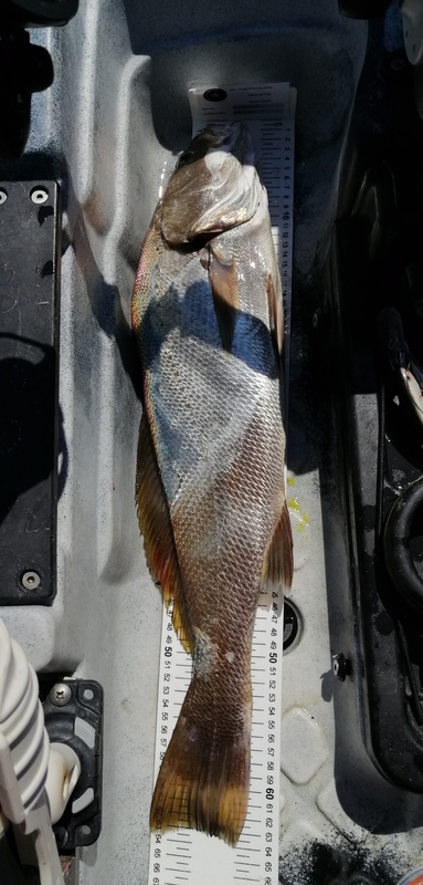 Fish Measure Picture
