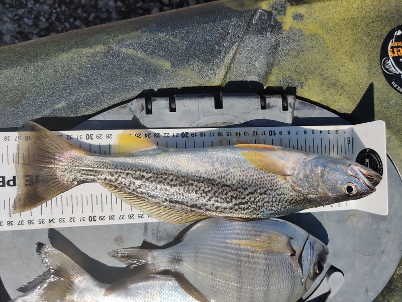 Fish Measure Picture