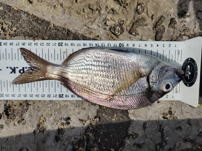 Fish Measure Picture