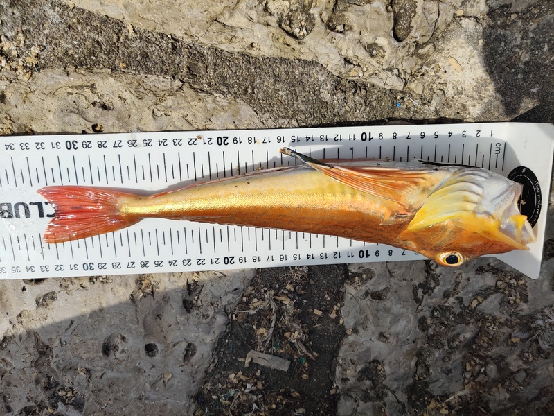 Fish Measure Picture
