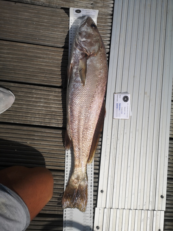 Fish Measure Picture