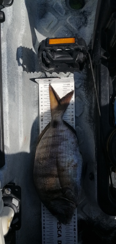 Fish Measure Picture