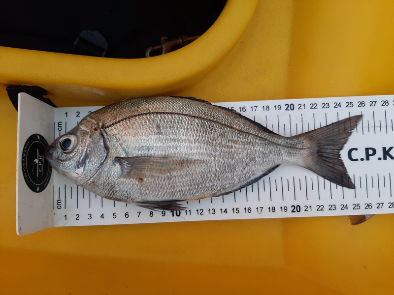 Fish Measure Picture