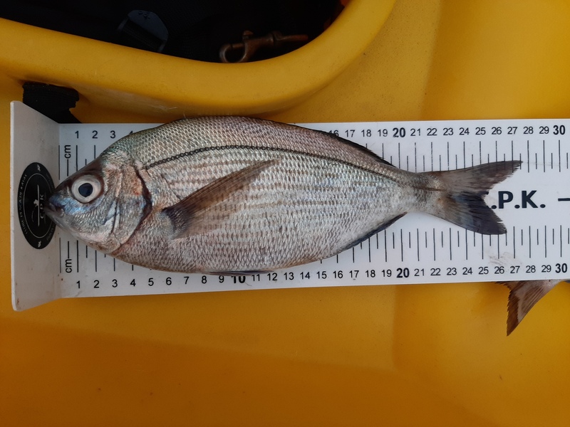 Fish Measure Picture