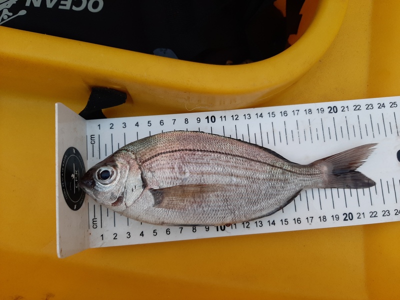 Fish Measure Picture
