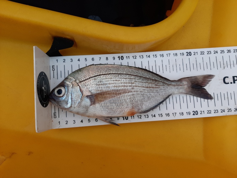 Fish Measure Picture