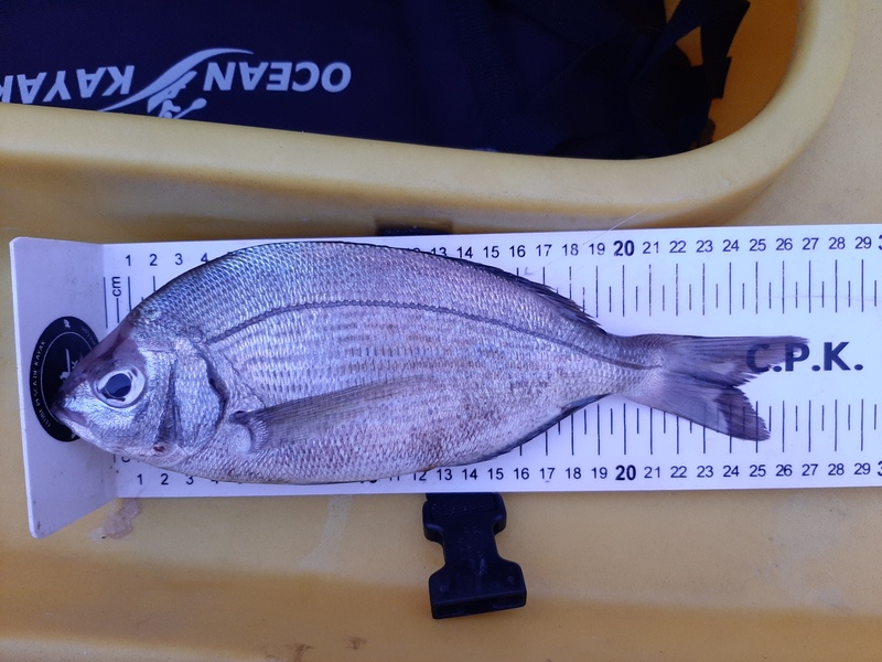 Fish Measure Picture