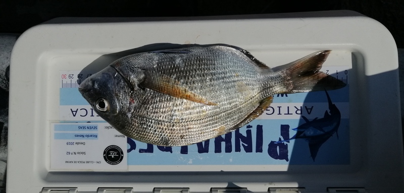 Fish Measure Picture