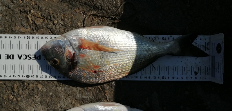 Fish Measure Picture