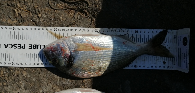 Fish Measure Picture