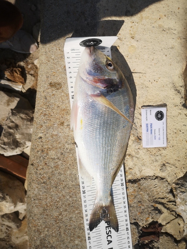 Fish Measure Picture