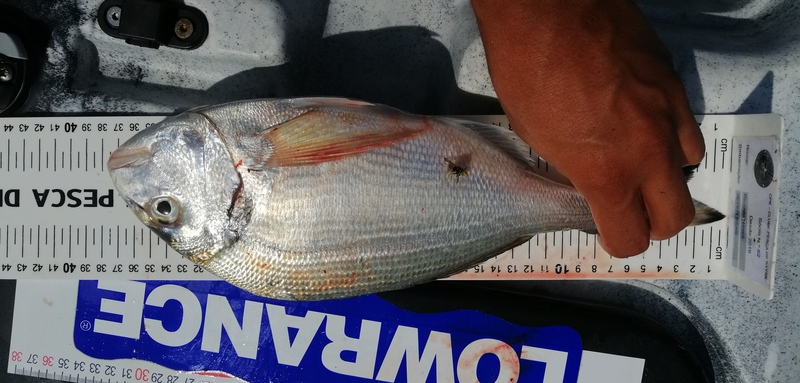 Fish Measure Picture