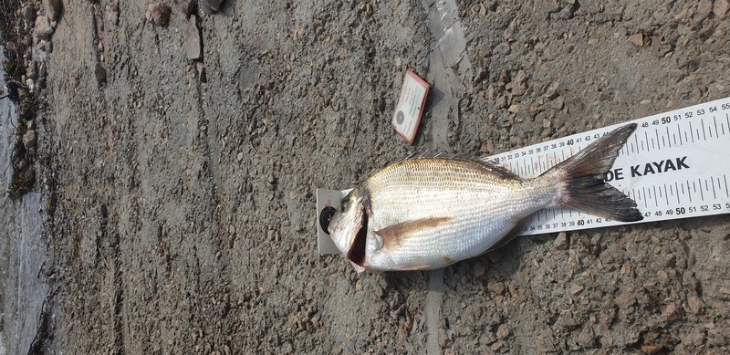 Fish Measure Picture