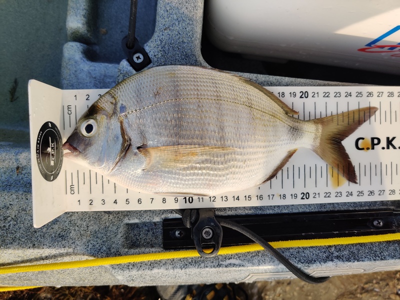 Fish Measure Picture