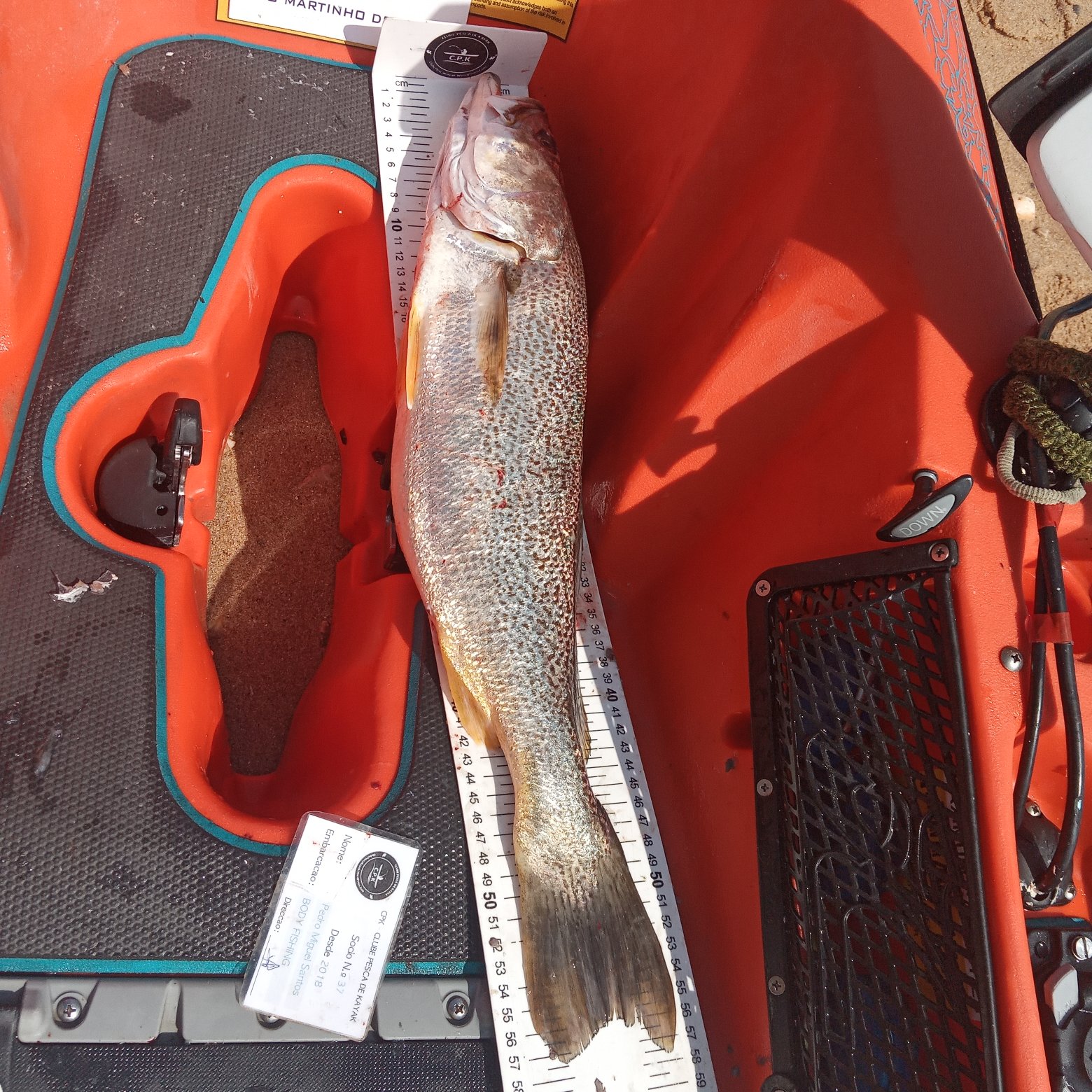 Fish Measure Picture