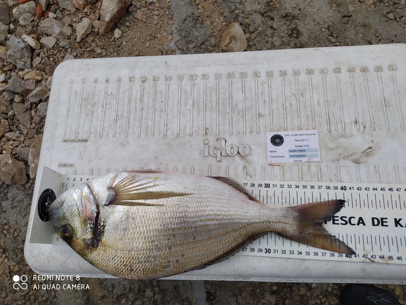Fish Measure Picture