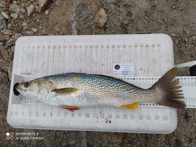 Fish Measure Picture