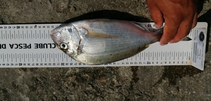 Fish Measure Picture