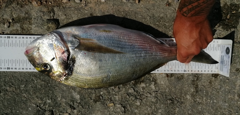 Fish Measure Picture