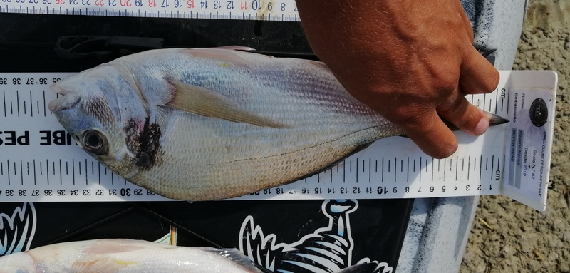 Fish Measure Picture