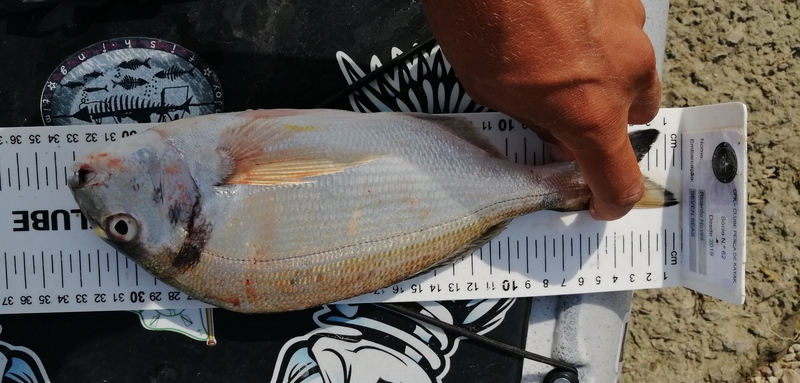 Fish Measure Picture