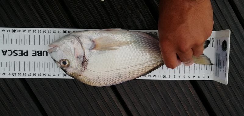 Fish Measure Picture