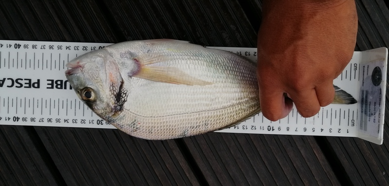 Fish Measure Picture