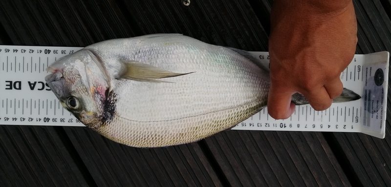 Fish Measure Picture