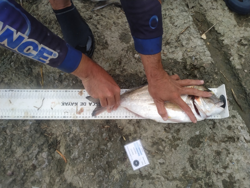 Fish Measure Picture