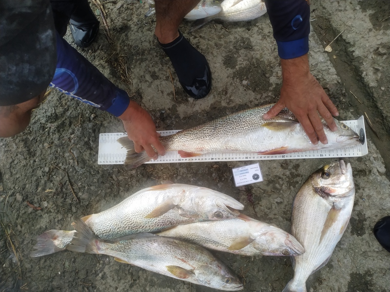 Fish Measure Picture